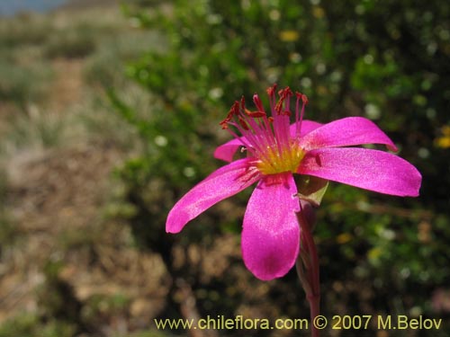 Calandrinia sp. #1019の写真