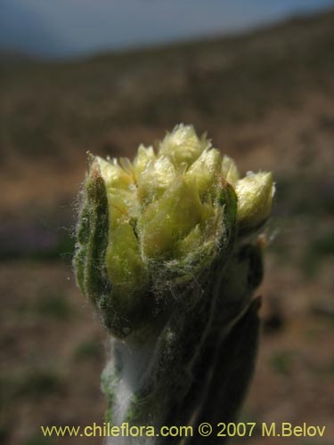 Asteraceae sp. #3142의 사진