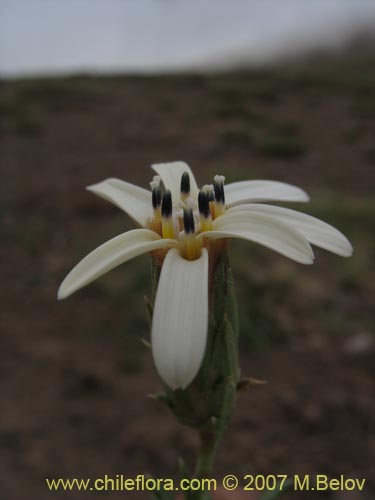 Image of Perezia recurvata (Perezia). Click to enlarge parts of image.