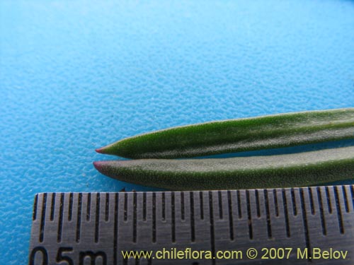 Calandrinia sp. #1019の写真