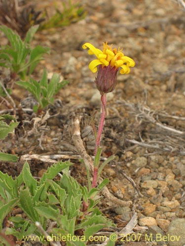 Bild von Asteraceae sp. #3141 (). Klicken Sie, um den Ausschnitt zu vergrössern.