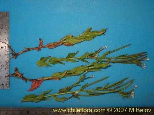 Bild von Epilobium sp. #3024 (). Klicken Sie, um den Ausschnitt zu vergrössern.