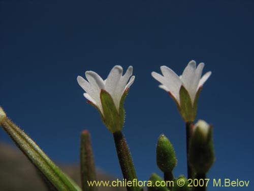 Bild von Epilobium sp. #3024 (). Klicken Sie, um den Ausschnitt zu vergrössern.