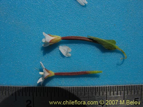 Bild von Epilobium sp. #3024 (). Klicken Sie, um den Ausschnitt zu vergrössern.