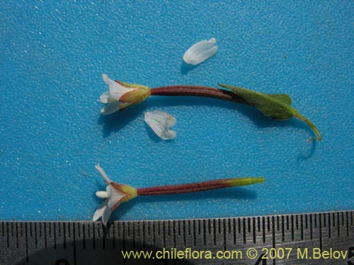 Bild von Epilobium sp. #3024 (). Klicken Sie, um den Ausschnitt zu vergrössern.