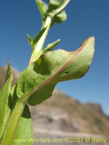 Bild von Epilobium sp. #3024 (). Klicken Sie, um den Ausschnitt zu vergrössern.