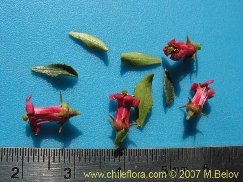 Escallonia roseaの写真