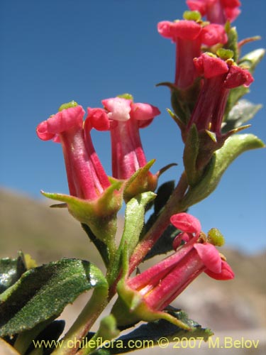 Escallonia roseaの写真