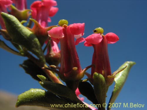 Escallonia roseaの写真