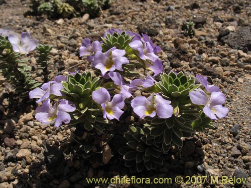 Bild von Viola cotyledon (Hierba de corazón). Klicken Sie, um den Ausschnitt zu vergrössern.