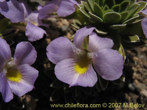Bild von Viola cotyledon (Hierba de corazón). Klicken Sie, um den Ausschnitt zu vergrössern.