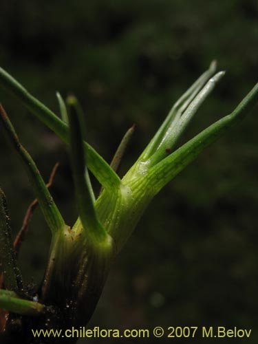 Imágen de Patosia clandestina (). Haga un clic para aumentar parte de imágen.