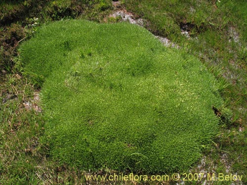 Imágen de Patosia clandestina (). Haga un clic para aumentar parte de imágen.