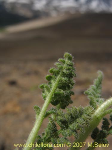 Image of Loasa nana (). Click to enlarge parts of image.