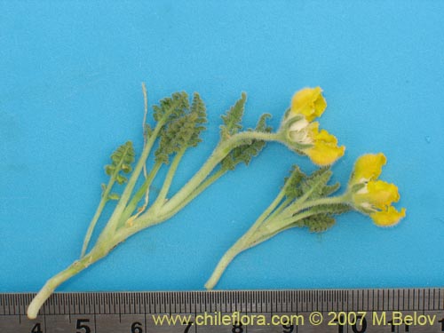 Image of Loasa nana (). Click to enlarge parts of image.