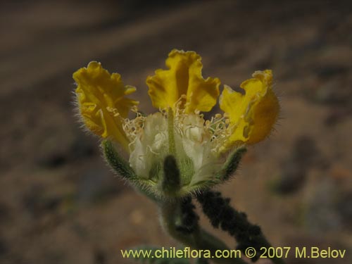 Image of Loasa nana (). Click to enlarge parts of image.