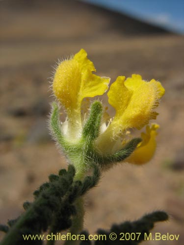 Image of Loasa nana (). Click to enlarge parts of image.