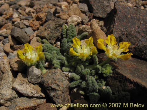 Image of Loasa nana (). Click to enlarge parts of image.