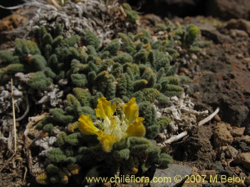 Image of Loasa nana (). Click to enlarge parts of image.