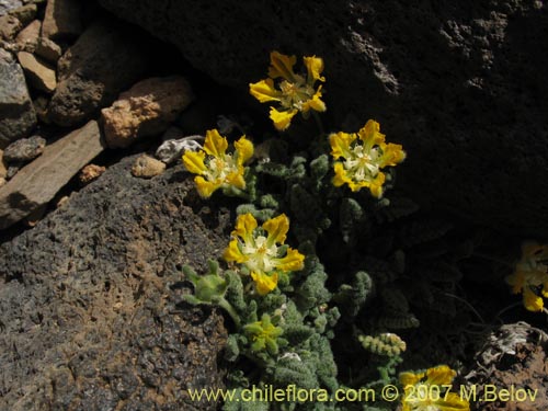 Image of Loasa nana (). Click to enlarge parts of image.