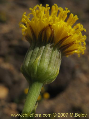 Image of Senecio sp. #1320 (). Click to enlarge parts of image.