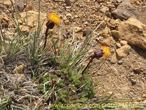 Image of Senecio subdiscoideus (). Click to enlarge parts of image.