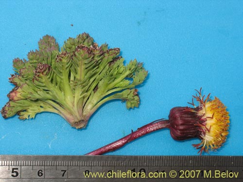 Image of Senecio subdiscoideus (). Click to enlarge parts of image.
