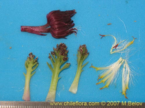 Image of Senecio subdiscoideus (). Click to enlarge parts of image.