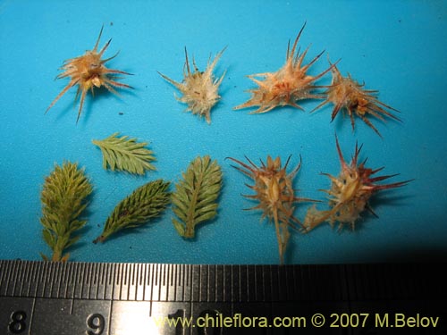 Image of Acaena caespitosa (). Click to enlarge parts of image.