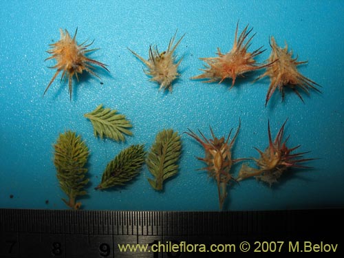 Image of Acaena caespitosa (). Click to enlarge parts of image.