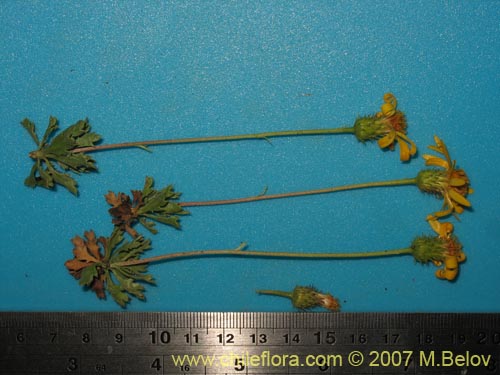 Bild von Haplopappus sp. #1494 (). Klicken Sie, um den Ausschnitt zu vergrössern.