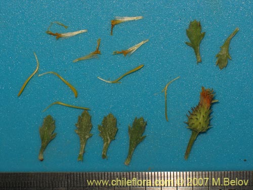 Bild von Haplopappus sp. #1494 (). Klicken Sie, um den Ausschnitt zu vergrössern.