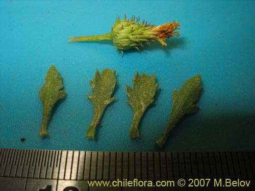 Bild von Haplopappus sp. #1494 (). Klicken Sie, um den Ausschnitt zu vergrössern.