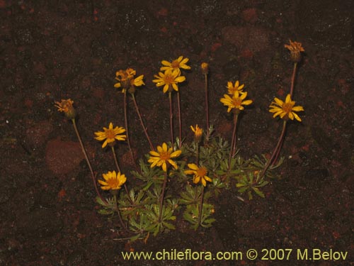 Bild von Haplopappus sp. #1494 (). Klicken Sie, um den Ausschnitt zu vergrössern.