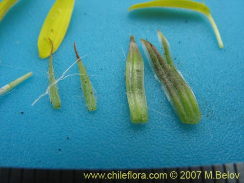 Image of Senecio sp. #1525 (). Click to enlarge parts of image.