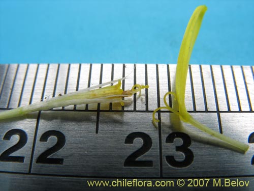 Image of Senecio sp. #1525 (). Click to enlarge parts of image.