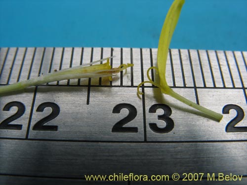 Image of Senecio sp. #1525 (). Click to enlarge parts of image.