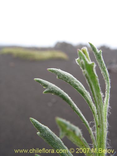 Image of Senecio sp. #1525 (). Click to enlarge parts of image.