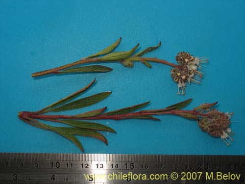 Image of Senecio sp. #1525 (). Click to enlarge parts of image.
