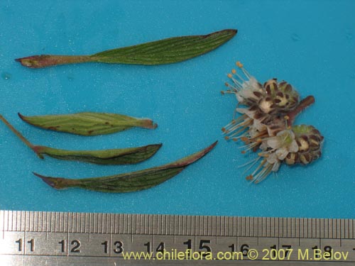 Bild von Phacelia secunda (Flor de la cuncuna). Klicken Sie, um den Ausschnitt zu vergrössern.