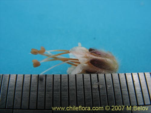 Bild von Phacelia secunda (Flor de la cuncuna). Klicken Sie, um den Ausschnitt zu vergrössern.
