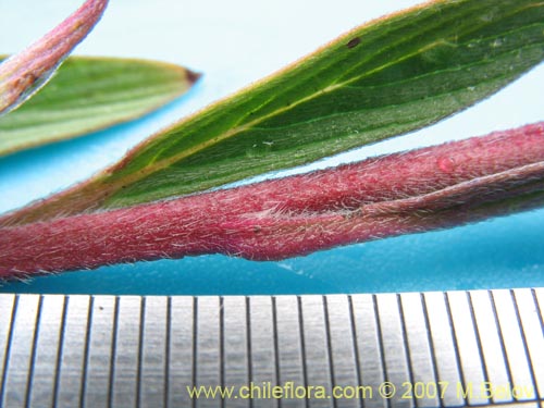 Bild von Phacelia secunda (Flor de la cuncuna). Klicken Sie, um den Ausschnitt zu vergrössern.