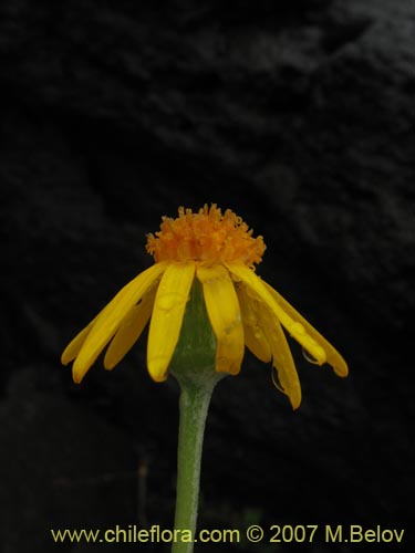 Image of Senecio sp.  #1552 (). Click to enlarge parts of image.