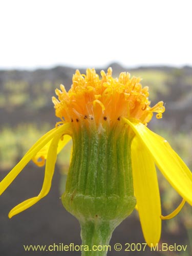 Image of Senecio sp.  #1552 (). Click to enlarge parts of image.