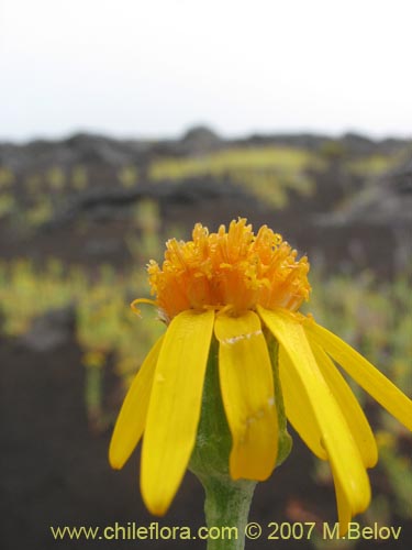 Senecio sp.  #1552의 사진