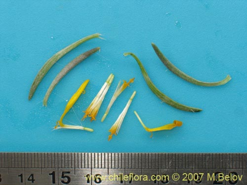 Senecio sp.  #1552의 사진