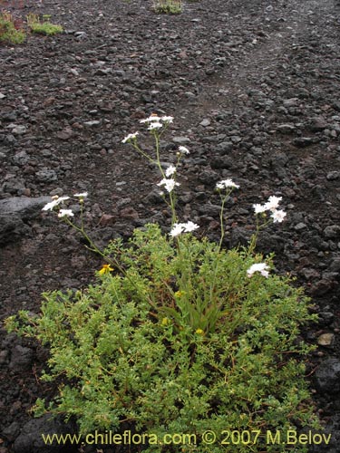 Bild von Leucheria sp. #6017 (). Klicken Sie, um den Ausschnitt zu vergrössern.