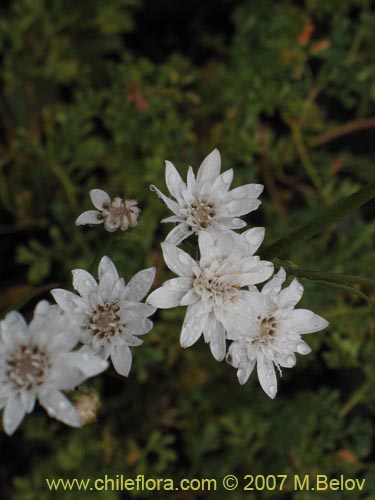 Bild von Leucheria sp. #6017 (). Klicken Sie, um den Ausschnitt zu vergrössern.