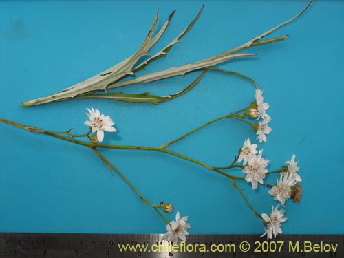 Bild von Leucheria sp. #6017 (). Klicken Sie, um den Ausschnitt zu vergrössern.