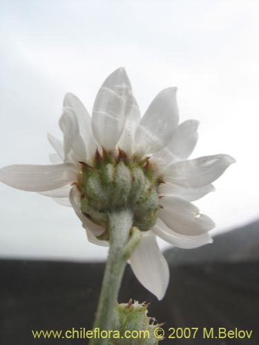 Bild von Leucheria sp. #6017 (). Klicken Sie, um den Ausschnitt zu vergrössern.